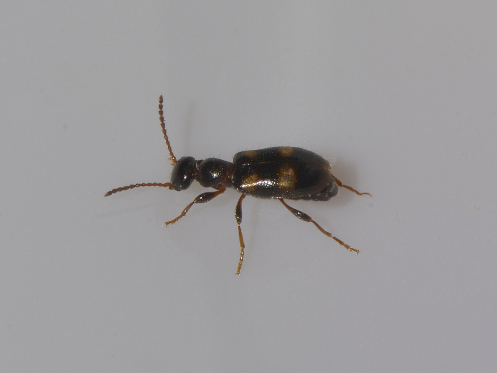 Anthicidae:  Omonadus bifasciatus